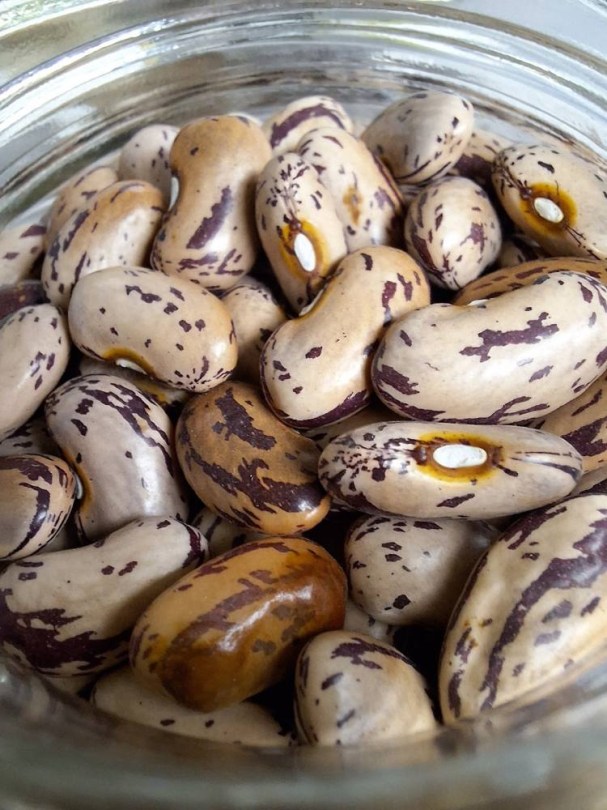 Rose D'Eyragues bokorbab - bab - francia tájfajta, Phaseolus vulgaris, hüvelyes